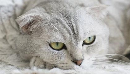 开云网页版登录入口-赫塔费主场1-2不敌皇家社会，遗憾落败，赫塔费vs皇家社会